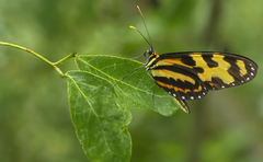 Mechanitis menapis occasiva