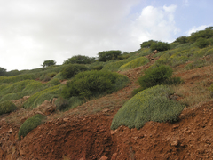 Euphorbia resinifera