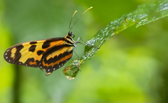 Mechanitis menapis occasiva