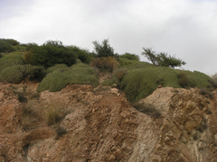 Euphorbia resinifera