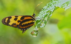 Mechanitis menapis occasiva