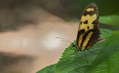 Mechanitis menapis occasiva