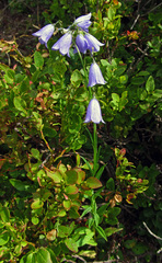 Campanula serrata
