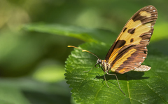 Mechanitis menapis occasiva