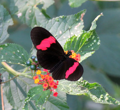 Heliconius erato hydara