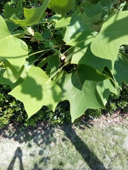 Liriodendron tulipifera
