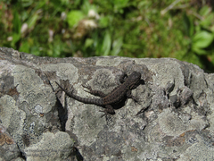 Sceloporus anahuacus