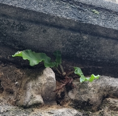 Asplenium scolopendrium