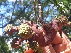 Cephalotelium macowanianum