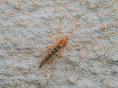 Chironomus