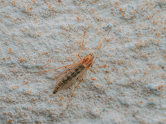 Chironomus