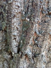 Liriodendron tulipifera