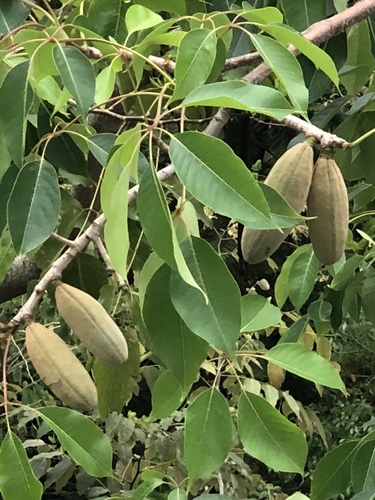 Red Silk Cotton Tree