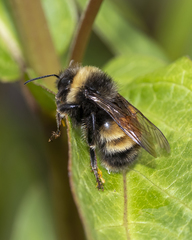 Media resource of Bombus terricola