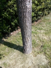 Liriodendron tulipifera