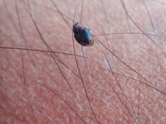 Coleoptera