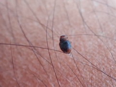 Coleoptera