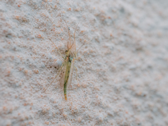 Chironomus