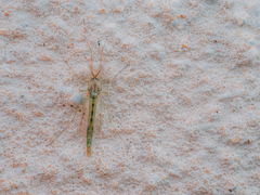 Chironomus