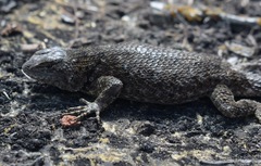 Sceloporus hondurensis