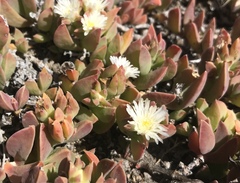 Delosperma guthriei