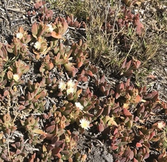 Delosperma guthriei