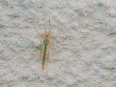 Chironomus