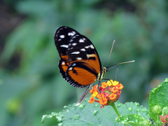 Heliconius ismenius