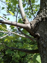 Liriodendron tulipifera