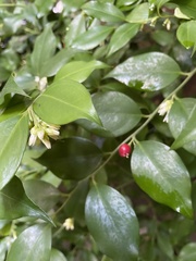 Sarcococca ruscifolia