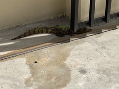 Caiman crocodilus