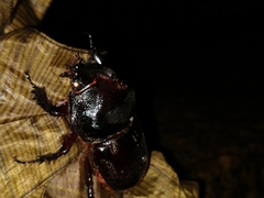 Heterogomphus