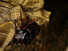 Heterogomphus