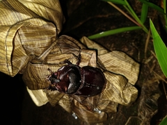 Heterogomphus