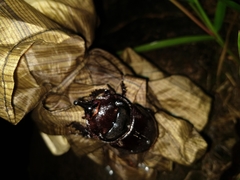Heterogomphus