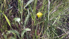 Calochortus pulchellus