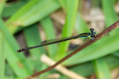 Agriocnemis falcifera