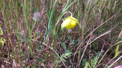 Calochortus pulchellus