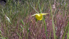 Calochortus pulchellus