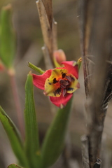 Bomarea pauciflora