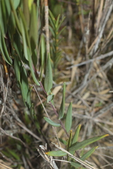 Bomarea pauciflora
