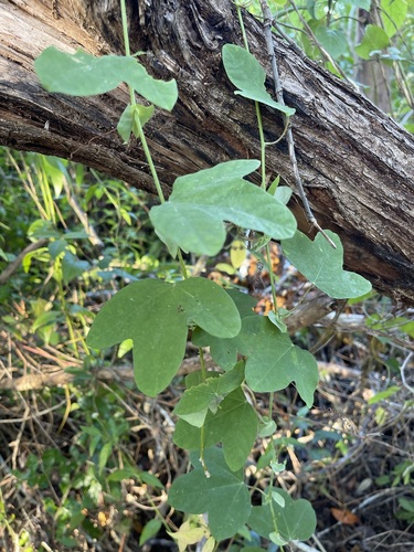Image of Passiflora pallens by (c) Brandon Corder, some rights reserved (CC BY)