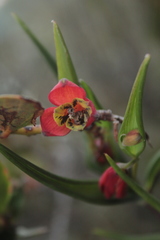 Bomarea pauciflora