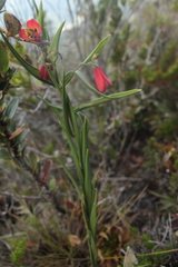 Bomarea pauciflora