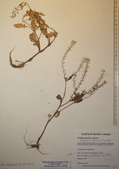 Rorippa hispida