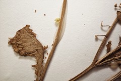 Rorippa hispida