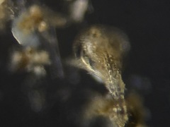 Lagena
