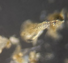 Lagena