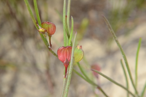 Image of Centella macrocarpa by (c) Charleen Brunke, some rights reserved (CC BY)