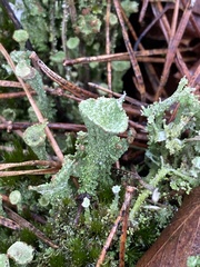 Cladonia grayi